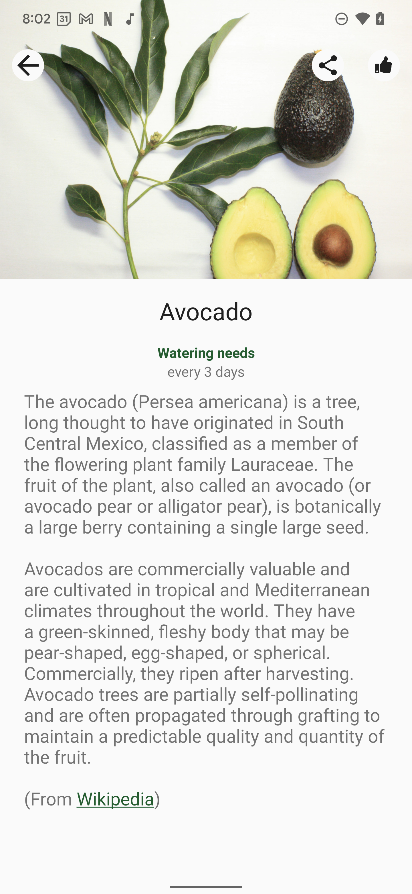 info-avocado.png