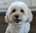 cosmopup