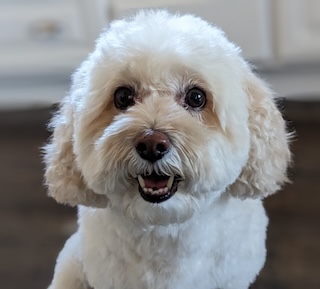 cosmopup